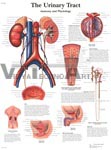 The Urinary Tract - Anatomical Chart